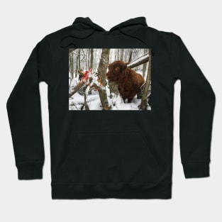 Scottish Highland Cattle Cow 2202 Hoodie